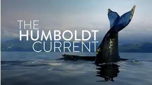 The Humboldt Current