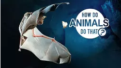 How Do Animals Do That?