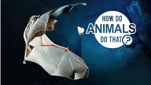 How Do Animals Do That?