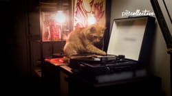 Pet Obsessed | Territorial