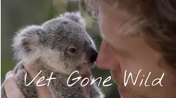 Island of Koalas