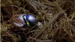 Dung Beetles: Nature's Recycler