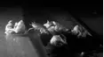 The Ladykillers: Pest Detectives