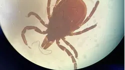 Tick danger rising as officials report high rates of disease-carrying ticks this summer
