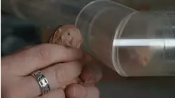 Acrobatic Cat, Butterfly Wings