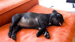 Pet Obsessed | Pets Who Explore