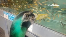 TPC That's My Pet | Ducks