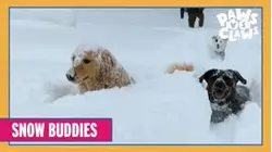 Paws VS. Claws | Snow Buddies