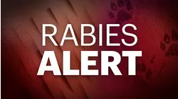 Rabid raccoon found in Voorhees prompts warning