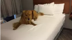 The Zoomiest Zoomies