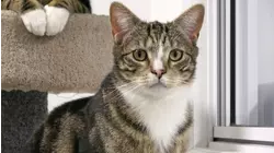 Vet Visits