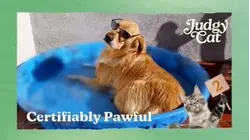 Judgy Cat | Certifiably Pawful