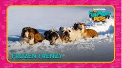 Countdown: The Funniest Pets | Frozen Frenzy
