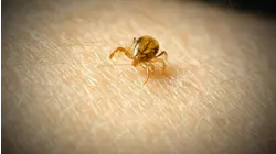 What to know about meat allergies caused by tick bites