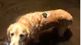 TPC's Pet Obsessed