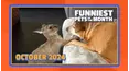 Funniest Pets of the Month