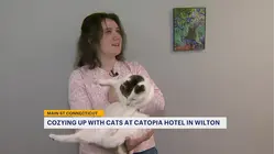 Main Street Connecticut: Catopia Luxury Cat Hotel