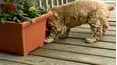 Funniest Pets & People