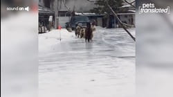 Snow Angels | Pets Translated