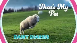 Dairy Diaries