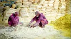 How Over 2,000 Tons Of Gulal Are Produced in India For Holi