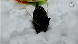 Lucky Black Cats