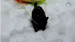 Lucky Black Cats