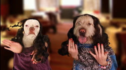 Primetime Pets | Ep. 2.7