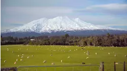 Cabinteely / Wellington, New Zealand