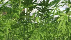 Cannabis may help curb alcohol consumption in trend called 'California sober:' Study