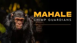 Mahale Chimp Guardians