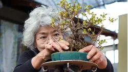 Why Bonsai Are So Expensive