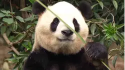 Xi Jinping Announces China Will Send 2 Giant Pandas to US