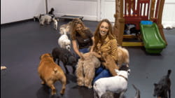 AT HOME WITH DIDIAYER_114: It's A Dog's Life