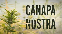 Canapa Nostra
