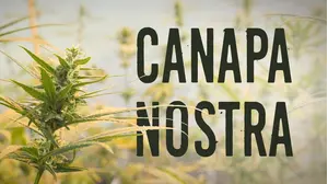 Canapa Nostra