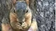 Funniest Pets & People
