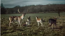 Nature Scenes Baby Animals: Baby Antelope, Bison and Deer