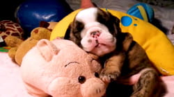 Pet Obsessed | Herd to Follow