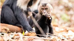 Ravi The Baby Lion Tailed Macaque