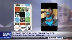 Report shows rise in online sale of primates on social media