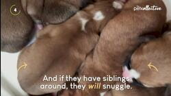 The Best Pet Pointers Of The Month (January 2022) | Pet Pointers