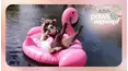 The Pet Collective Paws & Unwind