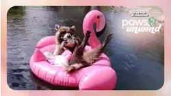 The Pet Collective Paws & Unwind