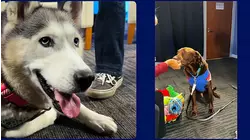 Shelter Me: Meet Peanut from Lucky Dawg Rescue and Yuffie from ACCT Philly