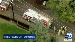 Large tree topples onto part of house in La Habra Heights, takes out fence