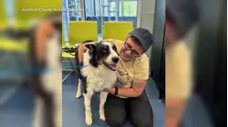 Lost dog reunited with family after 1,000-mile journey