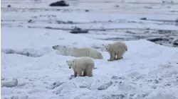 Polar bear mom adopts cub during migration