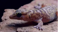 NGORONGORO CRATER - CURSED HEAVEN