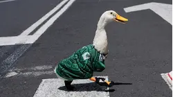 Meet the World Cup Mascot of Mexico City: Merlin the Duck!